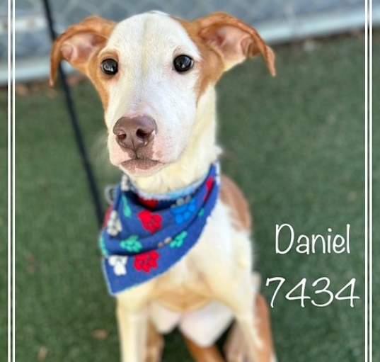 Photo of DANIEL (also see DAISY)