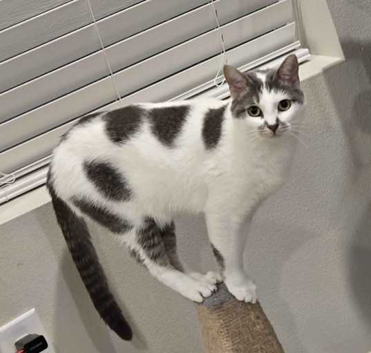 Photo of Flint
