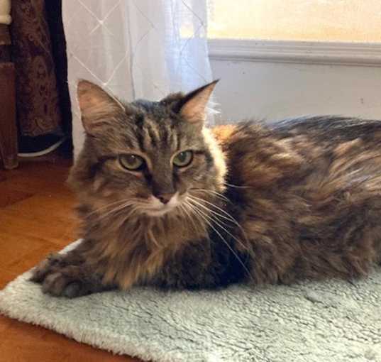 Photo of Penny