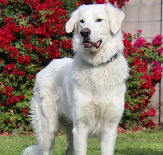 Photo of Belle