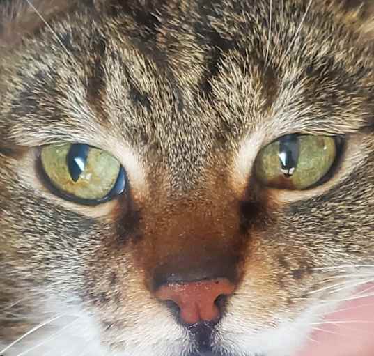 Photo of Lucky