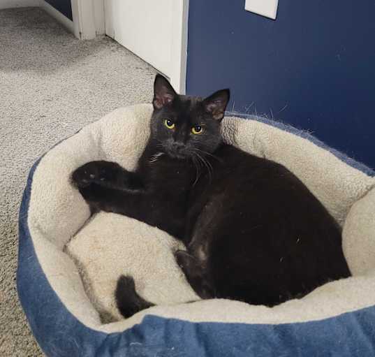 Photo of Sadie