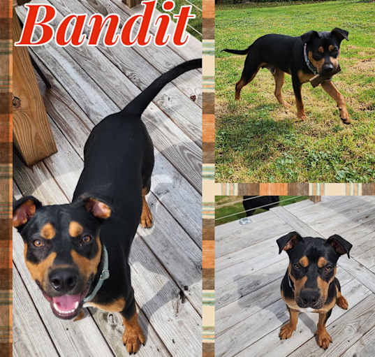 Photo of Bandit