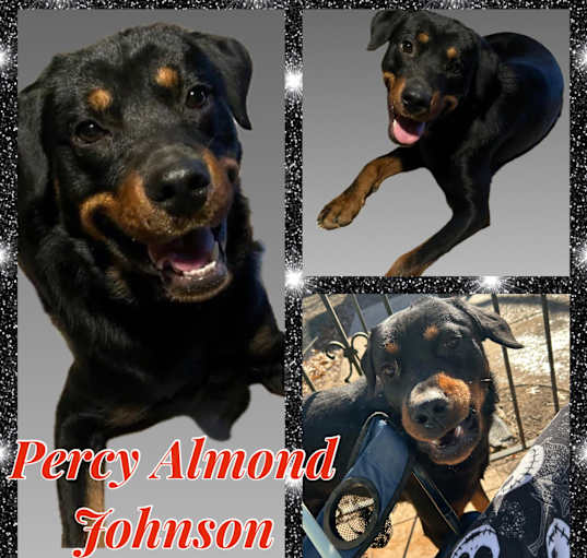 Photo of Percy Almond Johnson