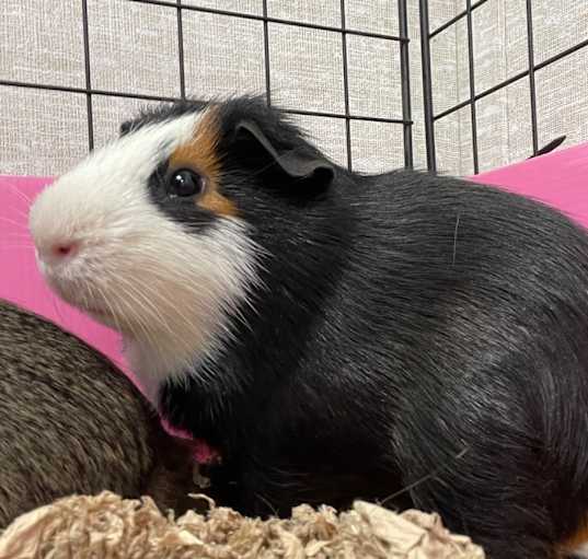 Photo of Levi-Bonded to Hange