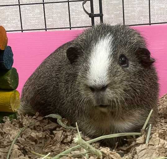 Photo of Hange-Bonded to Levi