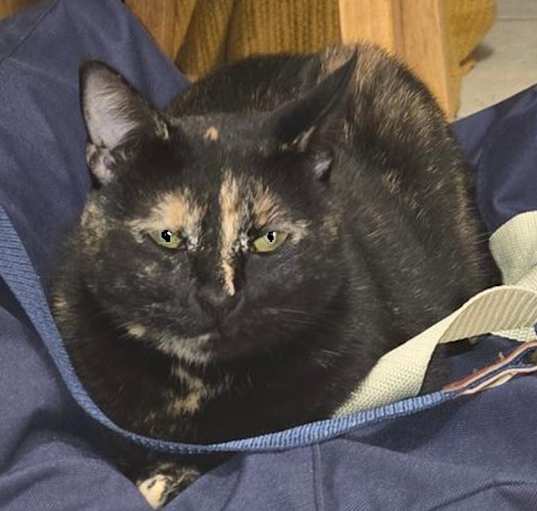 Photo of Dolly