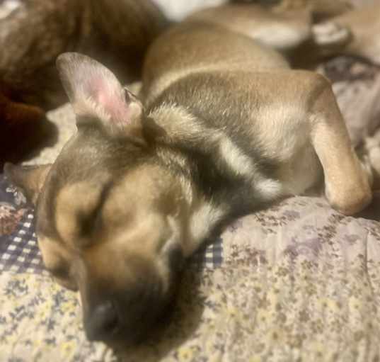 Photo of Star