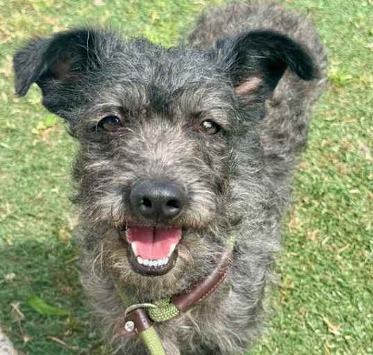 Photo of Brillo