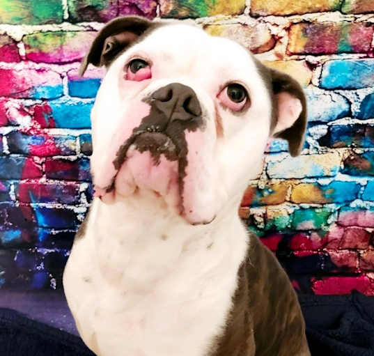 Photo of Ace