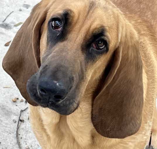 Photo of Casanova fostered in Georgia