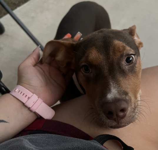 Photo of Lilo