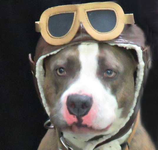 Photo of Bruno