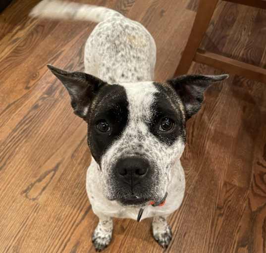 Photo of Bella
