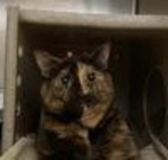 Photo of Lulu