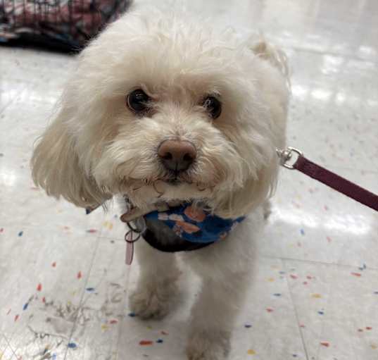 Photo of Muppet
