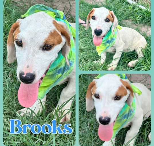 Photo of Brooks