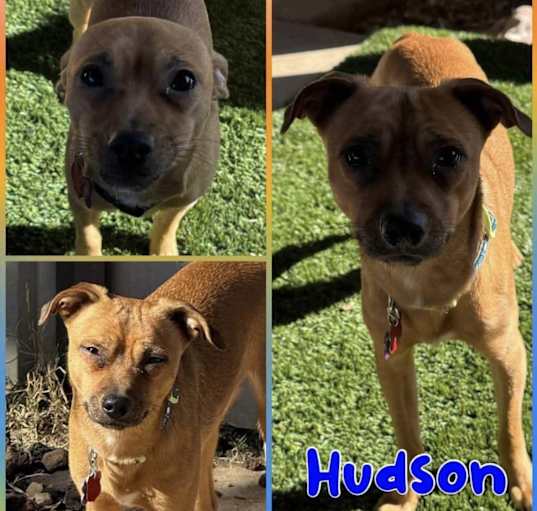 Photo of Hudson