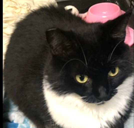 Photo of VICTORIA (longer fur)