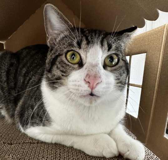 Photo of Rufus