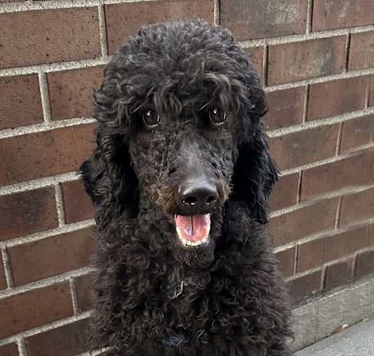 Photo of Rex