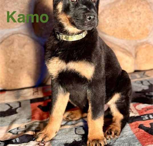 Photo of Kamo