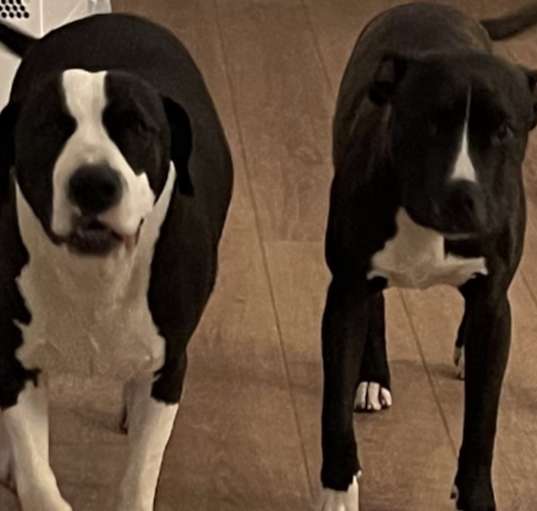 Photo of Leyla&King