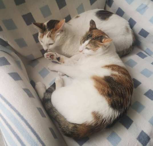 Photo of Venus and Luna