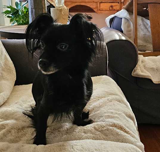 Photo of Luna