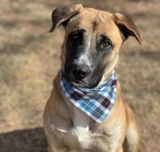 Photo of Ruger