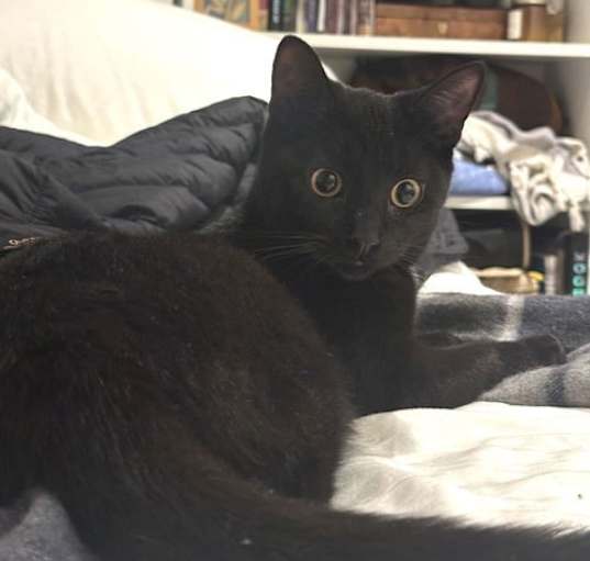 Photo of Quake and Black Panther
