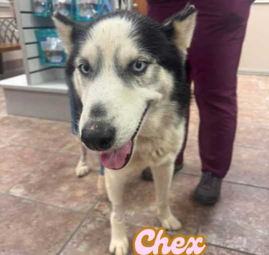 Photo of Chex *Foster Needed*