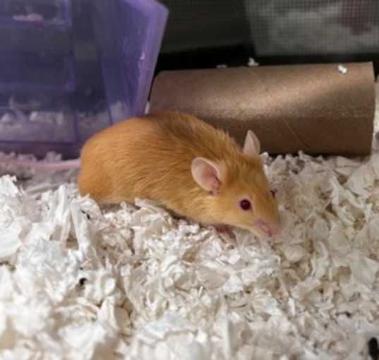 Photo of Chester