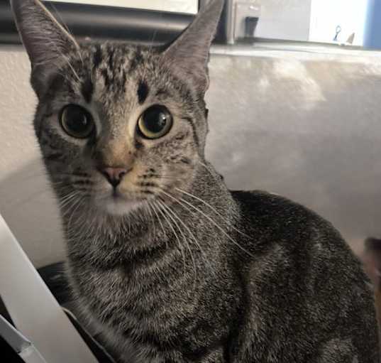 Photo of Nala