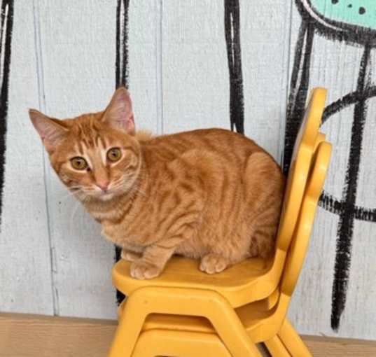 Photo of Morris