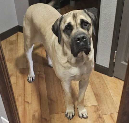 Photo of Winston