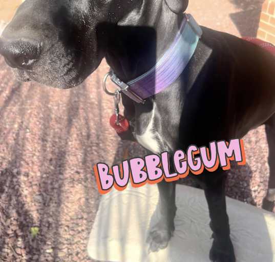 Photo of Bubblegum