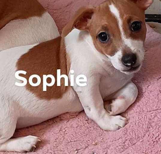 Photo of Sophie