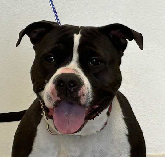 Photo of Roxy
