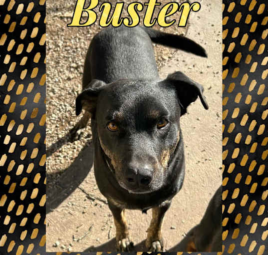 Photo of Buster