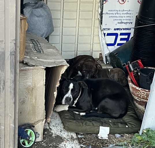 Photo of Lucky