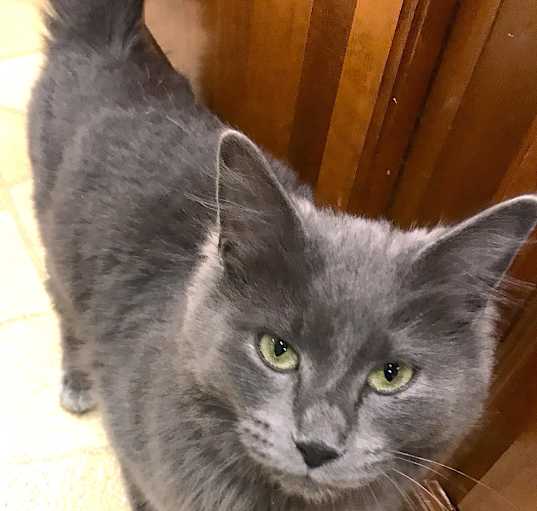 Photo of Bluebelle