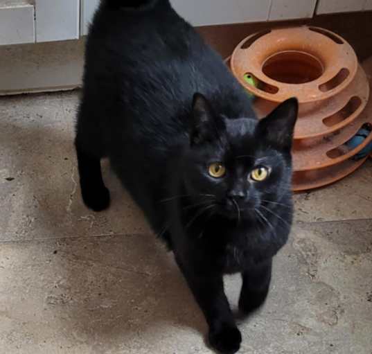 Photo of Violet