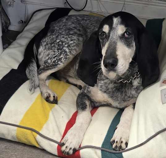 Photo of Gunner - 25002