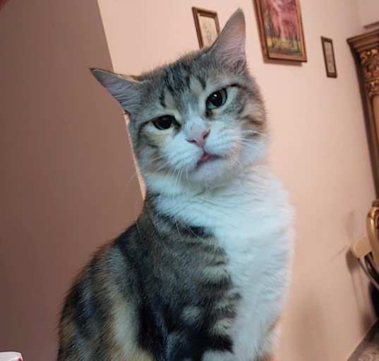 Photo of Penny