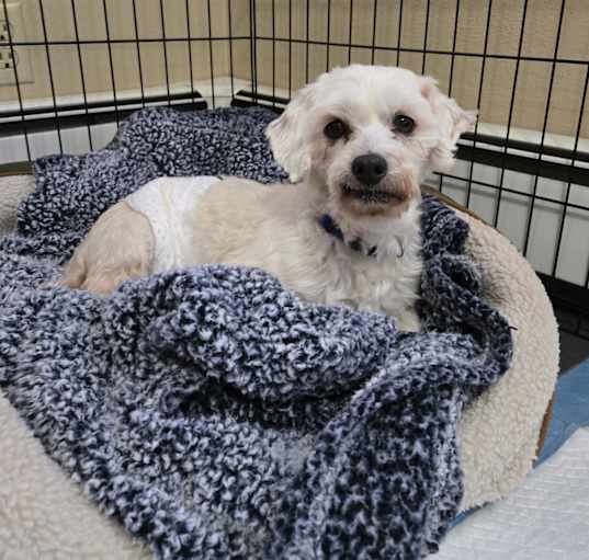 Photo of Odie