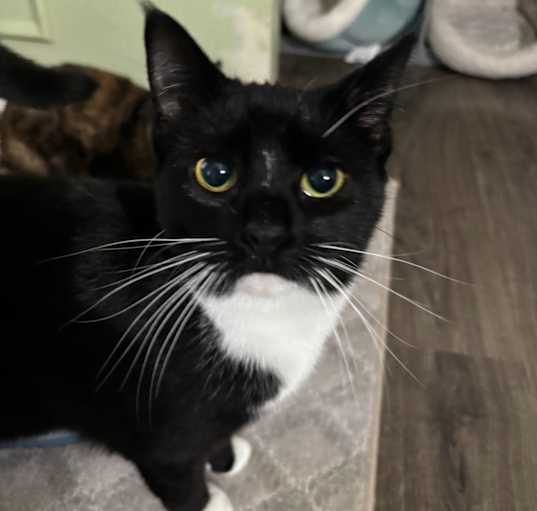 Photo of Tuxie