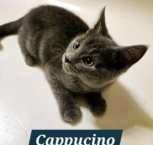 Photo of Cappuccino