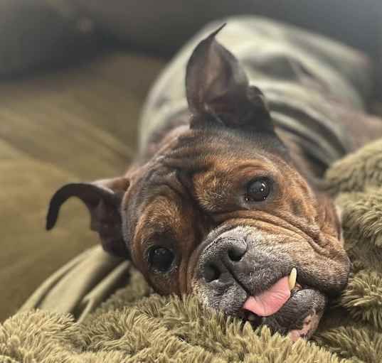 Photo of Sweet Pea
