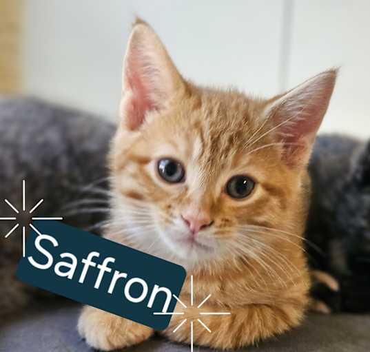 Photo of Saffron